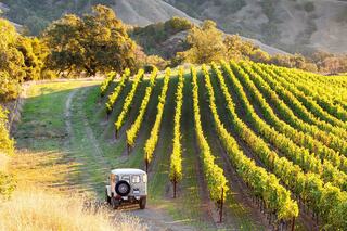 A scenic vineyard stretches out with neatly lined rows of grapevines, while a vintage vehicle sits on a dirt path under soft sunlight.