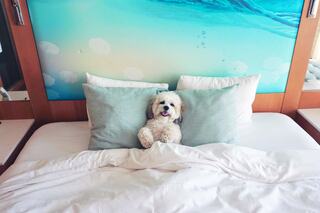 A fluffy dog sits comfortably between soft pillows on a neatly made bed, with a serene water-themed backdrop.