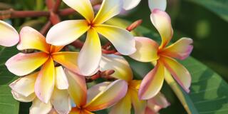 A cluster of vibrant plumeria flowers, showcasing white petals with yellow and pink accents, surrounded by lush green leaves.