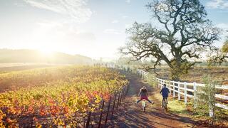 Two children ride bikes down a picturesque vineyard path, basking in golden sunlight with vibrant autumn foliage and a large tree nearby.