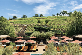 Lush green vineyards cascade down a hillside, with sun loungers and umbrellas arranged around a pool, inviting relaxation.