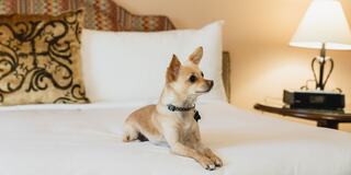 A small tan dog sits gracefully on a bed, looking attentive, with decorative pillows and a lamp softly illuminating the cozy room.
