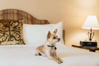 A small, light-colored dog lies on a neatly made bed, with decorative pillows and a lamp in the background, creating a cozy atmosphere.