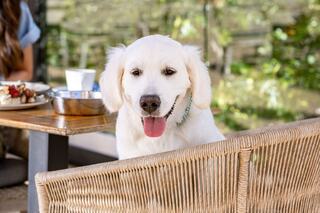 A playful dog joyfully runs on pavement in front of a charming building with elegant doors and light fixtures.