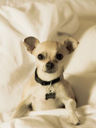 A cute, small dog sits on a soft bed, looking curiously at the camera. Its ears perked and collar tag visible, exuding charm and warmth.