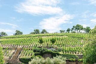 Lush vineyards stretch across a gentle hillside under a bright blue sky, with trees and greenery enhancing the scenic landscape.