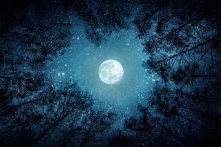 A brilliant full moon glows in a starry night sky, framed by dark silhouettes of trees, creating a serene, enchanting atmosphere.