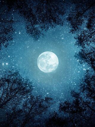 A bright moon illuminates a starry night sky, framed by silhouetted tree branches, creating a serene and enchanting atmosphere.